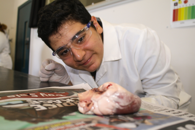 Yr 9 Heart dissection 002.jpg Yr 9 Heart dissection 002.jpg
